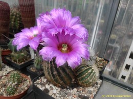 Echinocereus reichenbachii  